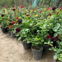 امورباغبانی