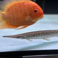 سوروم رد اسپاتت درشت|ماهی|تهران, اختیاریه|دیوار