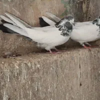 کله‌دم‌سبز