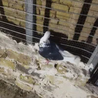 نر ابلغ دم سفید خوشگل به ضمانت همه چی|پرنده|رشتخوار, |دیوار