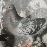 کفتر فروشی|پرنده|مشهد, صیدآباد|دیوار