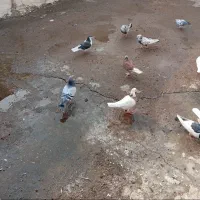 کبوتر کشتی یا آشغالی|پرنده|شوشتر, |دیوار