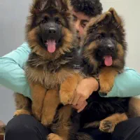 توله ژرمن وارداتی شپرد ۳ ماهه|سگ|رشت, آتشگاه|دیوار