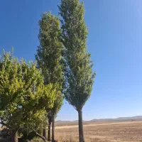 خریده چوبه قلمستان و همه جور چوبی|خدمات باغبانی و درختکاری|فرمهین, |دیوار