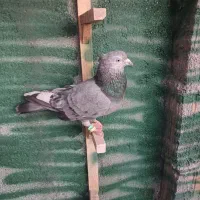۲تاکبوتر|پرنده|شیروان (خراسان), |دیوار