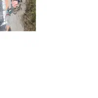 موتور هوندا|موتورسیکلت|بندر ترکمن, |دیوار