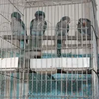 طوطی راهب آبی سبز آلبینو سنگال ملنگو