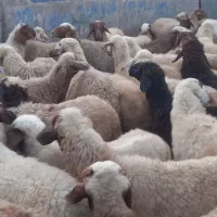 ۴۰تاگوسفندابستن گاو میش جوان بره نر عراقی