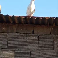 کفتر|پرنده|قهدریجان, |دیوار