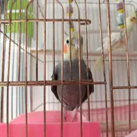 عروس هلندی نرو ماده|پرنده|مشگین شهر, |دیوار