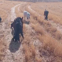 فروش ۲راس بز شیرده و۳عدد بزغاله ماده