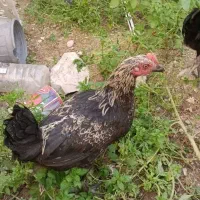 مرغ|حیوانات مزرعه|لنده, |دیوار