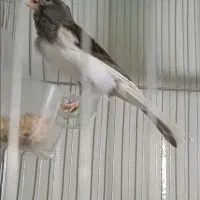 نر مست پا جفتی