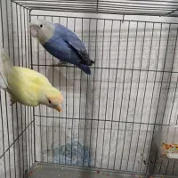 جفت طوطی برزیلی مولد با تخم