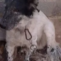 سگ نگهبان