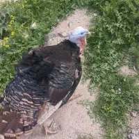 بوقلمون نر ارگانیک وجوان