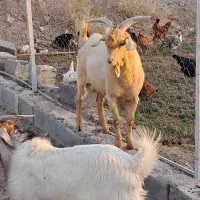 فروش بره وبزغاله