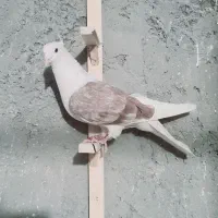 زاغ دم سفید بم