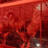 تخم مرغ محلی بهداشتی و مقوی|خوردنی و آشامیدنی|کرج, حصارک پایین|دیوار