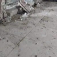 کبوتر|پرنده|سبزوار, پیروزی|دیوار