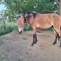 اسب 14ماهه|اسب و تجهیزات اسبسواری|انگوت, |دیوار
