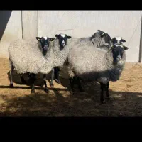 فروش میش رومانوف اصل آبستن فوری