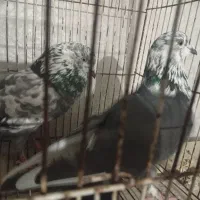 کبوتر
