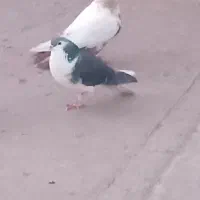 کبوتر