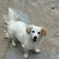 فروش سگ پاکوتاه سالم و سرحال