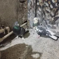 کفتر نر ماده