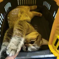 گربه بریتیش 3 ماهه اصیل|گربه|بندرعباس, |دیوار