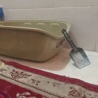 گربه خانگی|گربه|برازجان, |دیوار