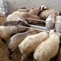 فروش  گوسفند  زنده  بره مراسمات