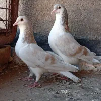 چند جفت جفتگاه ساده طوقی و کله سینه|پرنده|مشهد, هفت تیر (حافظ)|دیوار