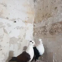 جفت کلاغ