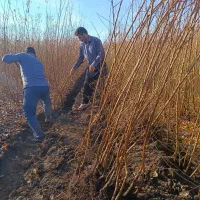 نهالهای زردآلو اصلاح شده