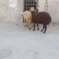 بره ماده