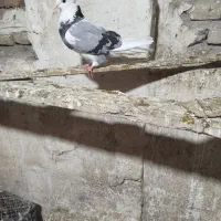 تکپر پرشی تظمینی