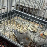 عروس هلندی سخنگو وآواز خوان|پرنده|بافق, |دیوار