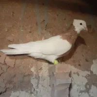 آلمانی و رنگه