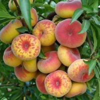 نهال|خدمات باغبانی و درختکاری|جوانرود, |دیوار