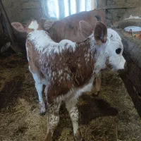 گوساله های چالوسی ماده . لیشه کوله گاو