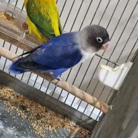 طوطی برزیلی رنگ خاص|پرنده|جنت, |دیوار