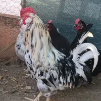 فروش یک عدد خروس|حیوانات مزرعه|آبپخش, |دیوار