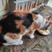 گربه|گربه|قائم‌شهر, |دیوار