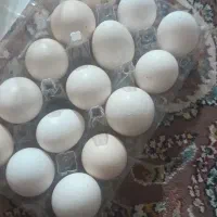 تخم مرغ مهلی تازه