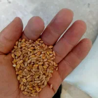 گندم دیمی