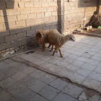 اهوازحمیدیه