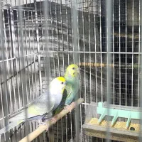 جفت رینبو مولد با پنج جوجه