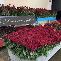 پخش عمده رز